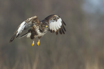 flying Common buzzard Buteo buteo in the fields in winter snow, buzzards in natural habitat, hawk bird on the ground, predatory bird close up