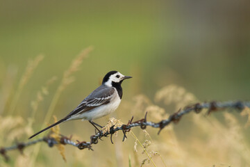 Obraz premium Bird white wagtail Motacilla alba small bird with long tail on green background, Poland Europe