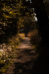 Forest path in the woods at sunset