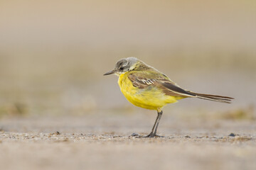 Small bird Yellow Wagtail sitting on tthe ground male Motacilla flava	