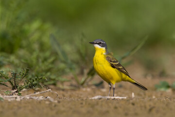 Small bird Yellow Wagtail sitting on tthe ground male Motacilla flava	