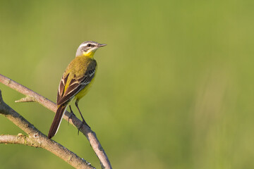 Small bird Yellow Wagtail sitting on tree male Motacilla flava	