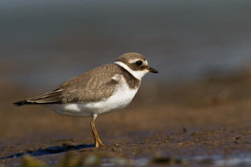 Bird Charadrius dubius, Little Ringed Plover on blurred background