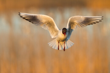 Bird black-headed gull Chroicocephalus ridibundus in flight spring time Poland, Europe