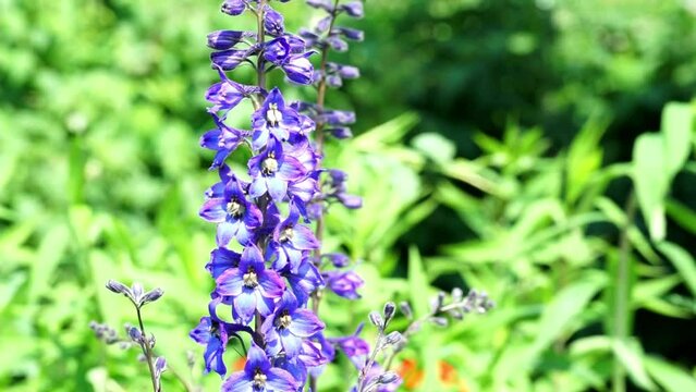 Blue delphinium or larkspur is annual and perennial flowering plants in family Ranunculaceae. Сoncept of gardening and summer flowers.