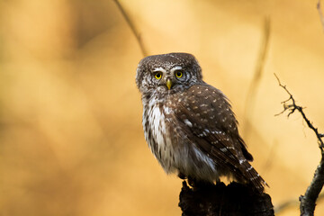 Pygmy owl Glaucidium passerinum little owl natural dark forest north parts of Poland Europe Knyszyn Primeval Forest	