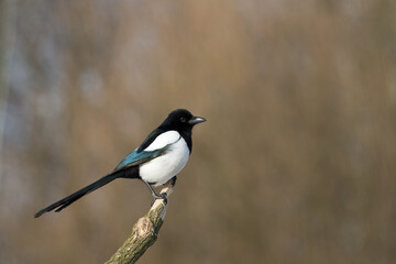 Bird - Common magpie Pica pica, very smart and clever bird with black and white plumage on brown background	