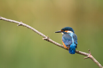 Bird - Kingfisher Alcedo atthis common kingfisher, bird - Poland, Europe