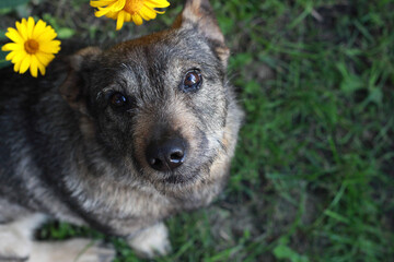 Sweet dog