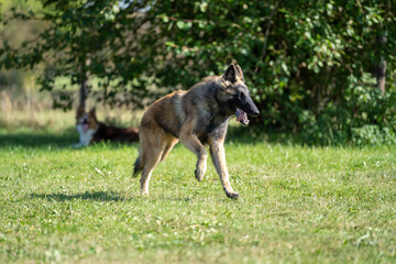 A belgian malinois puppy dog running in a field