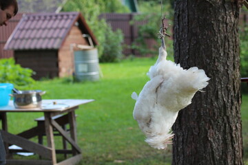 The slaughtered chicken hangs upside down.
