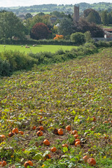 Pumpkin crop ripening in a Devon farm field near the local church a few weeks prior to UK halloween celebrations