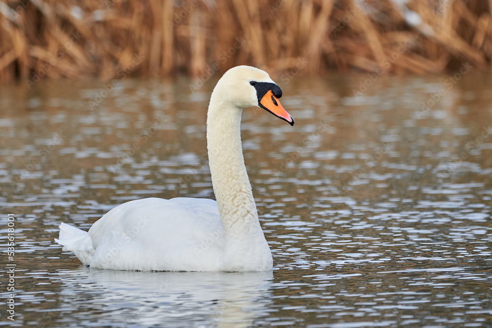 Wall mural Mute swan swimming in a pond in the winter season (Cygnus olor)