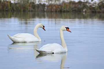 Mute swans swimming in a pond in the winter season (Cygnus olor)