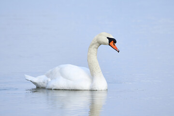 Fototapeta na wymiar Mute swan swimming in a pond in the winter season (Cygnus olor)