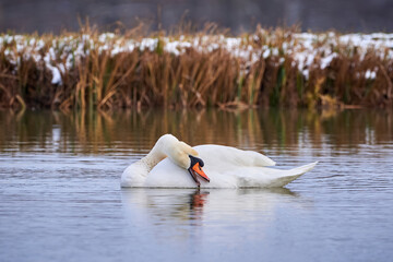 Mute swan preening feathers in  winter season (Cygnus olor)