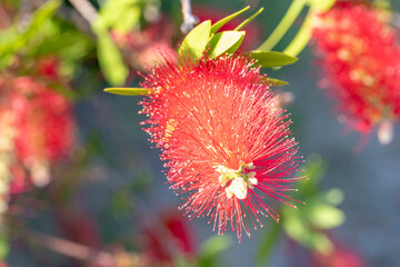 red blooming bottlebrush plant