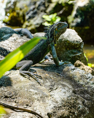 iguana on the rock