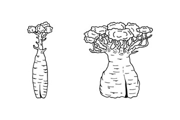 Bottle tree, Baobab. Vector stock illustration eps10. Outline, isolate on white background. Hand drawn.