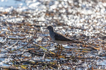Wood sandpiper walks along the river bank on a sunny day