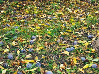 Autumn yellow  fallen leaves texture with blue plums