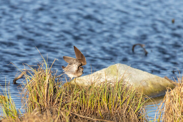 A wooden sandpiper takes off from a large stone on the shore of the lake