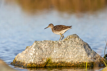 Wood sandpiper stands on a large stone by the lake
