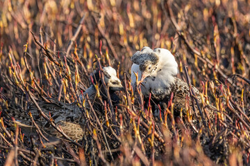 Male Ruff (bird) in breeding plumage stands in the bush. Arctic. Russia