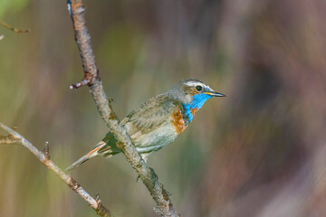 Male Bluethroat sitting on a tree branch