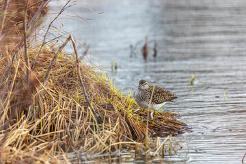 A wooden sandpiper stands in the grass near the water