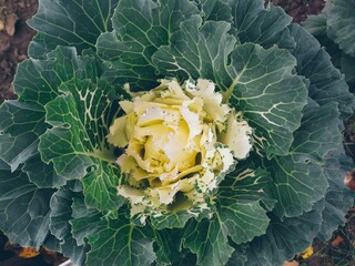 Big beautiful flower of decorative cabbage