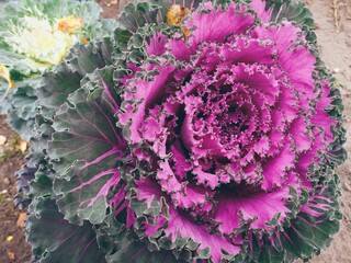 Big beautiful flower of decorative cabbage