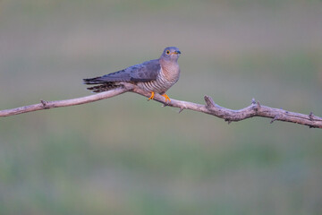 Common cuckoo (Cuculus canorus)