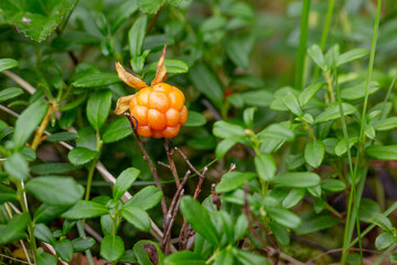 berry cloudberry in autumn day