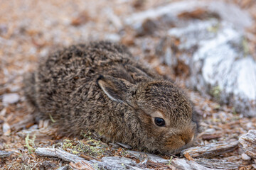 Little hare lies on the ground