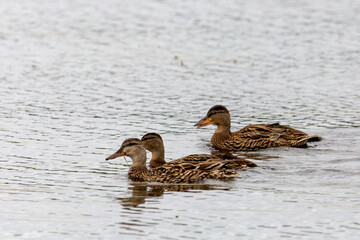 Several young ducks are swimming on the lake