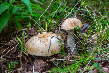 Boletus Mushroom in autumn forest close-up