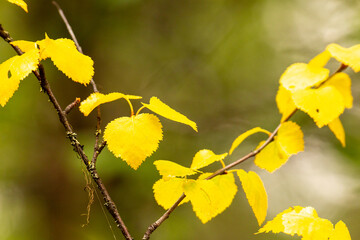 Tree branch with yellow autumn leaves close up