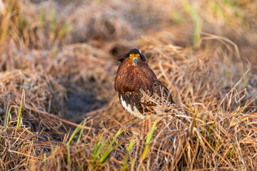 A male ruff (bird) in breeding plumage stands in the grass