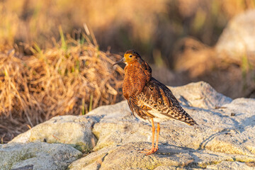 A male ruff (bird) in breeding plumage stands on a large stone on a sunny day