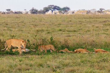 Naklejka na ściany i meble Pride of lions (Panthera leo) in savannah in Serengeti national park, Tanzania