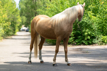 Full length photo of a Welsh pony of palomino color