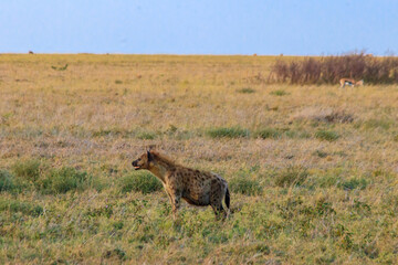 Spotted hyena (Crocuta crocuta), also known as the laughing hyena, in Serengeti National park in Tanzania