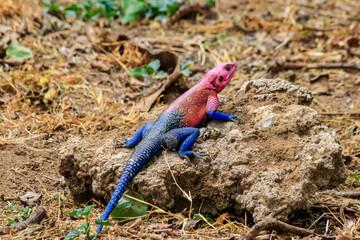 Male mwanza flat-headed rock agama (Agama mwanzae) or the Spider-Man agama on a stone in Serengeti  National Park, Tanzania