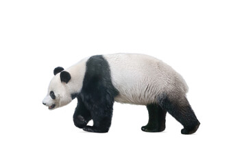 giant panda bear walking, isolated on white