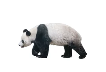 Poster Im Rahmen giant panda bear walking, isolated on white © Mari_art