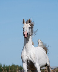 Beautiful white horse running forward