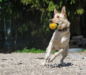Cute dog cathing the ball