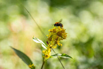 Bumblebee sitting on Solidago flowers
