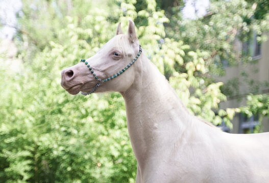Cremello Welsh pony mare portrait